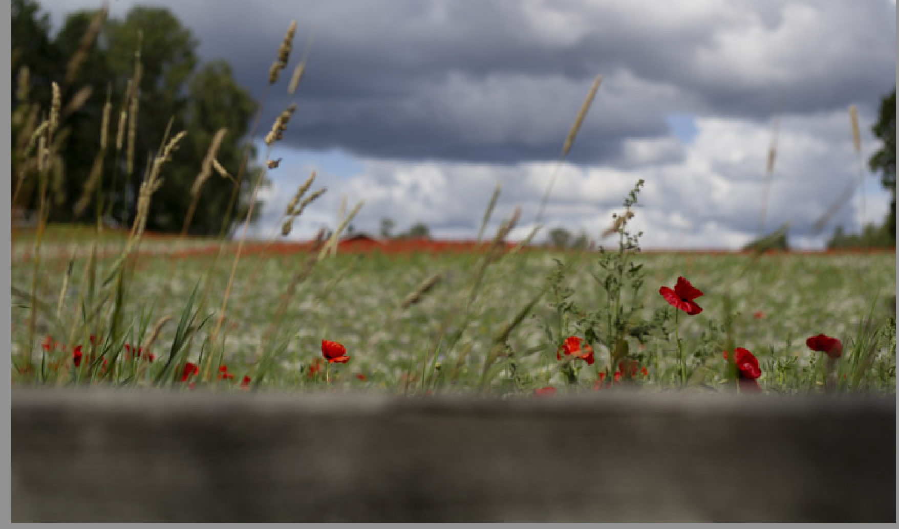 a wild flower meadow with red poppies